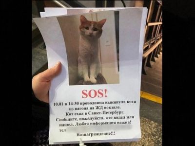 Поиски кота Твикса. Фото: t.me/chtddd Поиски кота Твикса. Фото: t.me/chtddd