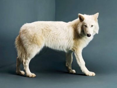 Возрожденный лютоволк (Aenocyon dirus) с обложки журнала "Time" Возрожденный лютоволк (Aenocyon dirus) с обложки журнала "Time"